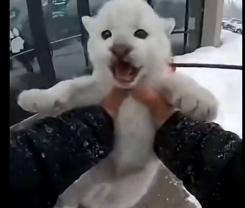 W1505005 A tiny white cougar cub showed up at my glass door… (Part 2)