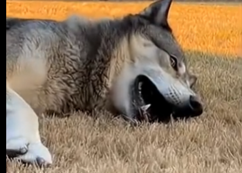 G2005001 This Husky Saved a Wolf Pup… Then Helped Him Find His Mother (Part 2)