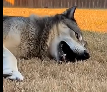 G2005001 This Husky Saved a Wolf Pup… Then Helped Him Find His Mother (Part 2)
