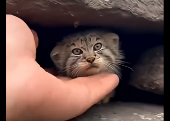 G2005002 Tiny Pallas’s Cat Trapped Above Wolves… Then I Saved It (Part 2)