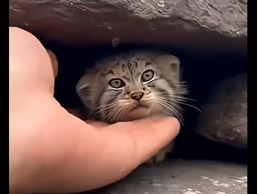 G2005002 Tiny Pallas’s Cat Trapped Above Wolves… Then I Saved It (Part 2)
