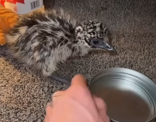 V1905005_This emu needed help! (Part 2)