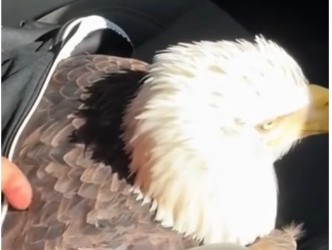 V1905004_This poor eagle needed help 🥺 (FULL)