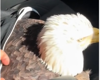 V1905004_This poor eagle needed help 🥺 (FULL)