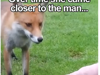 L1905005_fox thanks man after being rescued 🥹 (Part 2)