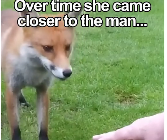 L1905005_fox thanks man after being rescued 🥹 (Part 2)