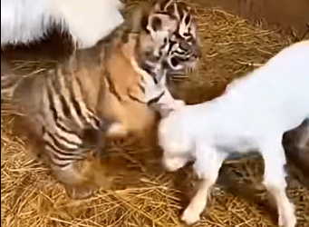S1805006_This tiny tiger was nursing from my goat yesterday…  (Part 2)