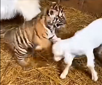 S1805006_This tiny tiger was nursing from my goat yesterday… (Part 2)