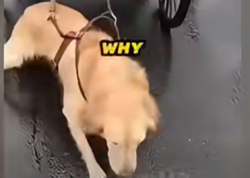 E1205008_Woman used Golden Retriever As a Horse For Her Carriage – Rescue Operation (Part 2)