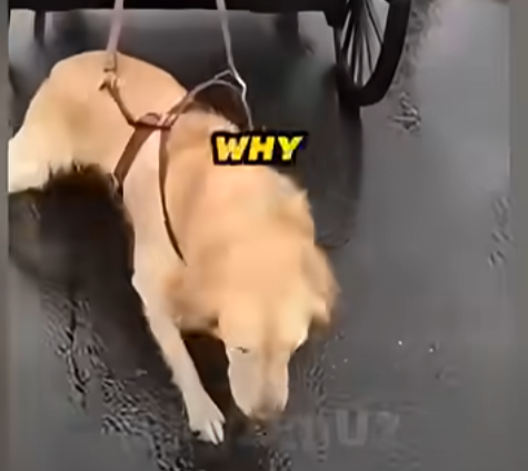E1205008_Woman used Golden Retriever As a Horse For Her Carriage – Rescue Operation (Part 2)