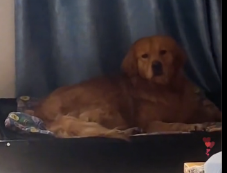 U1605005_A golden retriever is trapped onthe slope (Part 2)