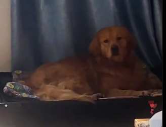 U1605005_A golden retriever is trapped onthe slope (Part 2)
