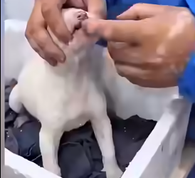 U0404005 This brave rescue mission gives a suffering animal a second chance at life. (Part 2)