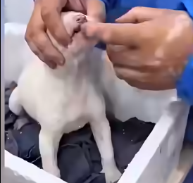 U0404005 This brave rescue mission gives a suffering animal a second chance at life. (Part 2)