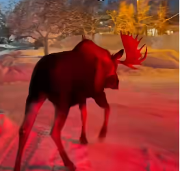 V1105003_ this moose needed help!  (Part 2)