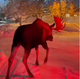 V1105003_ this moose needed help! (Part 2)