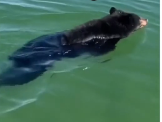 V1905006_he was trapped by a bear 😳 (Part 2)