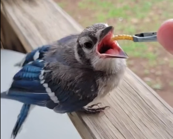 R1905002_We rescued a baby bird. He came back with gifts🥰 (Part 2)
