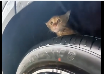 R1905003_Saved a kitten in the rain… now I have no personal space😼 (FULL)