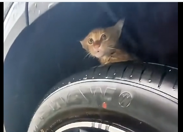 R1905003_Saved a kitten in the rain⦠now I have no personal spaceš¼ (FULL)