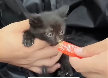 R1905004_I rescued a kitten in the rain… then heard another cry😿 (Part 2)