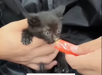 R1905004_I rescued a kitten in the rain⦠then heard another cryšæ (Part 2)
