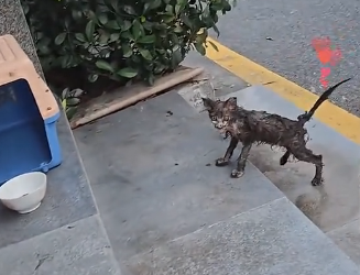U1405002_I found a stray cat with a skinnybone, and then.. (Part 2)