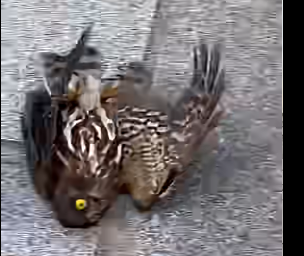 R0705003_On the way home, my child and I came upon two crows attacking a poor owl…🦉 (Part 2)