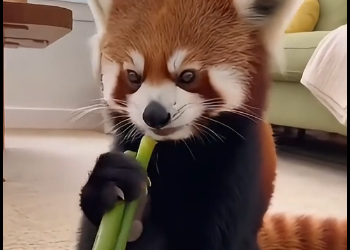 D1905001_Red Panda gave me his baby (Part 2)