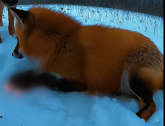 D1905004_My German shepherd found a Fox trapped in Brutal Leg Trap (Part 2)