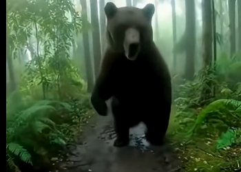 D1905003_I followed a Bear who asked me for help and found out that her was baby trapped in a bear trap (POV) (FULL)