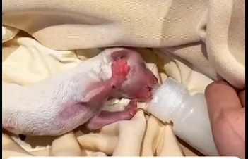 Y1305002 That day, Mary saw a newborn puppy onthe side of the road; its mother wasn’taround  (Part 2)