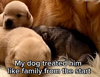 C2005001_This Wolf Pup Would Have Died Without His Golden Retriever Family  (Part 2)