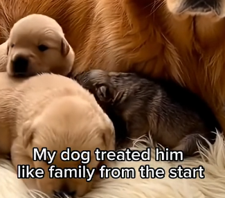 C2005001_This Wolf Pup Would Have Died Without His Golden Retriever Family  (Part 2)