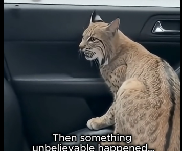 G2005005 A Bobcat’s Cry for Help Turned Into a Rescue Mission in the Snow ｜ (Part 2)