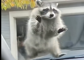 V2105003_Raccoons are so cute!😭❤️  (Part 2)