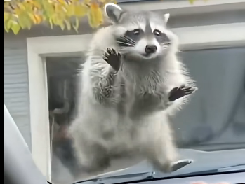 V2105003_Raccoons are so cute!đâ¤ď¸ (Part 2)