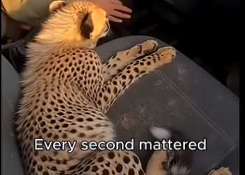 G2005006 A Baby Cheetah Was Almost Gone by Hyenas — Until This Happened (Part 2)