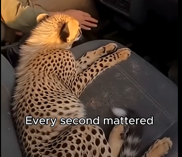 G2005006 A Baby Cheetah Was Almost Gone by Hyenas β Until This Happened (Part 2)
