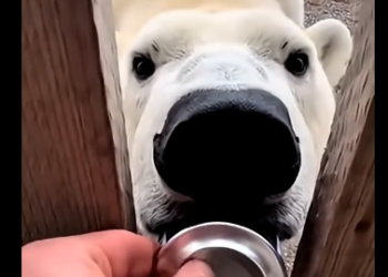 G2005008 A Wild Polar Bear Knocked On My Door… and Asking for Help (Part 2)