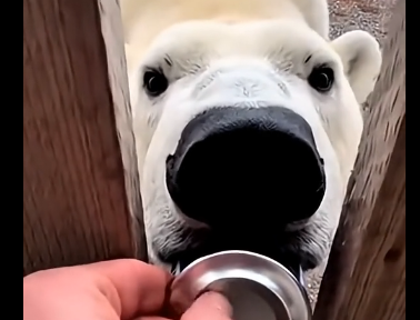 G2005008 A Wild Polar Bear Knocked On My Door… and Asking for Help (Part 2)