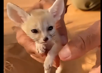 D2105002_I rescued a Fennec Fox kit (Part 2)