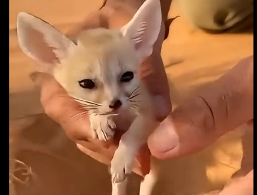 D2105002_I rescued a Fennec Fox kit (Part 2)