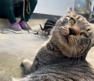 R0705004_My cat decided this stray lives with us now🥰 (Part 2)
