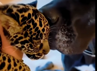 W1905006 On a snowy day, we found a tiny jaguar cub shivering in the cold, all alone and scared (Part 2)