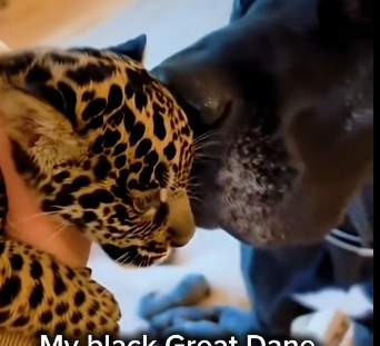 W1905006 On a snowy day, we found a tiny jaguar cub shivering in the cold, all alone and scared (Part 2)
