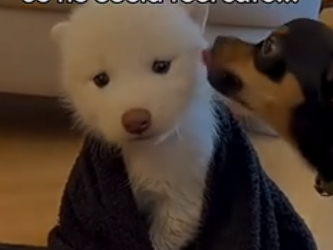 S2005005_I found a terrified wolf cub hiding behind my dog… (Part 2)