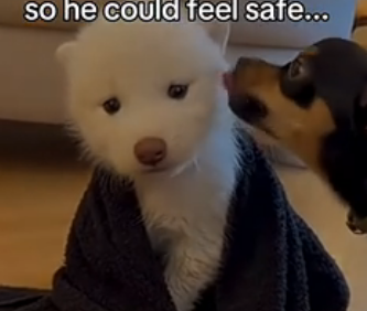 S2005005_I found a terrified wolf cub hiding behind my dog… (Part 2)