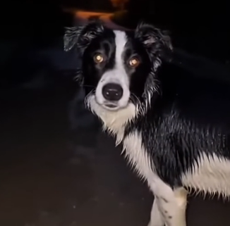 S2005006_One night, I found this lost dog in the forest and then… (Part 2)