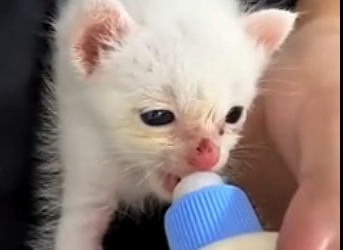 S2005002_Found this tiny baby alone outside of a shop without her mom and then… (Part 2)